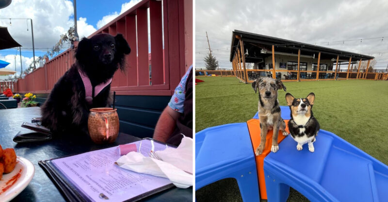 10 Idaho Dog-Friendly Restaurants Where Your Pup Is Treated Like Family