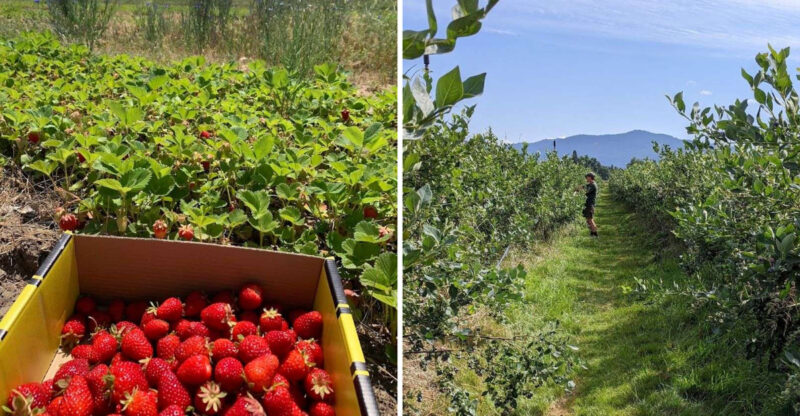 10 Idaho Farms Where Summer Fruit Steals The Show