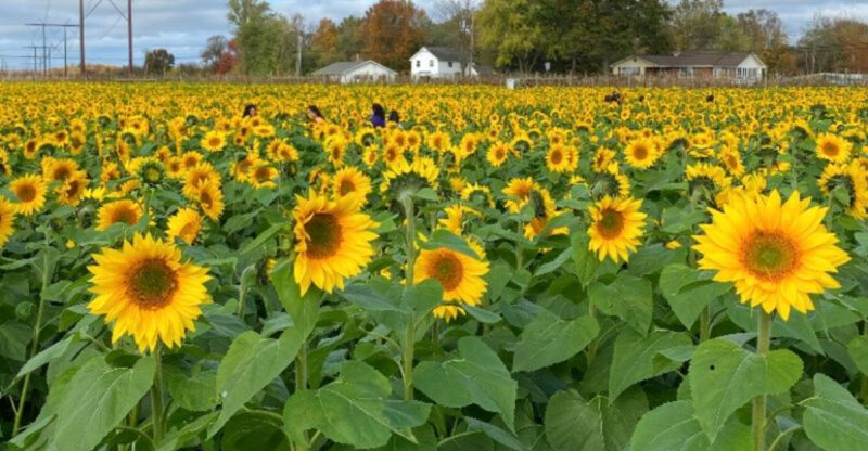 10 Sunflower Farms Across California That Turn Summer Into A Golden Road Trip