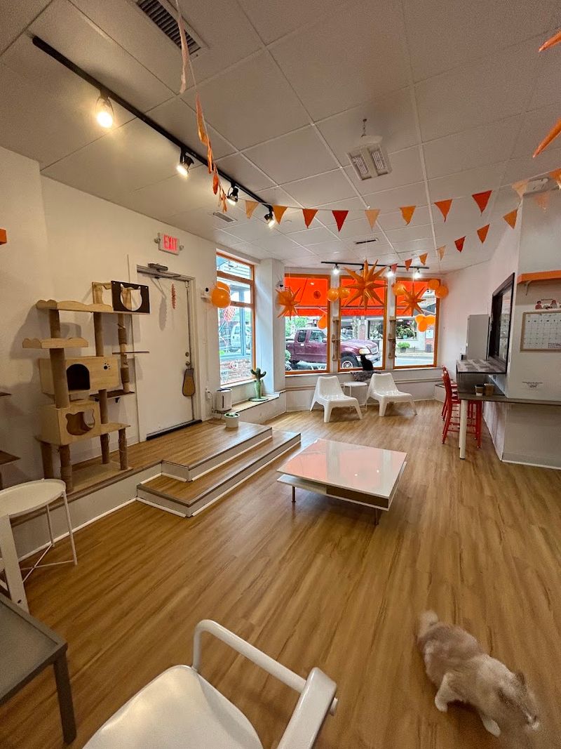Mew Haven Cat Cafe