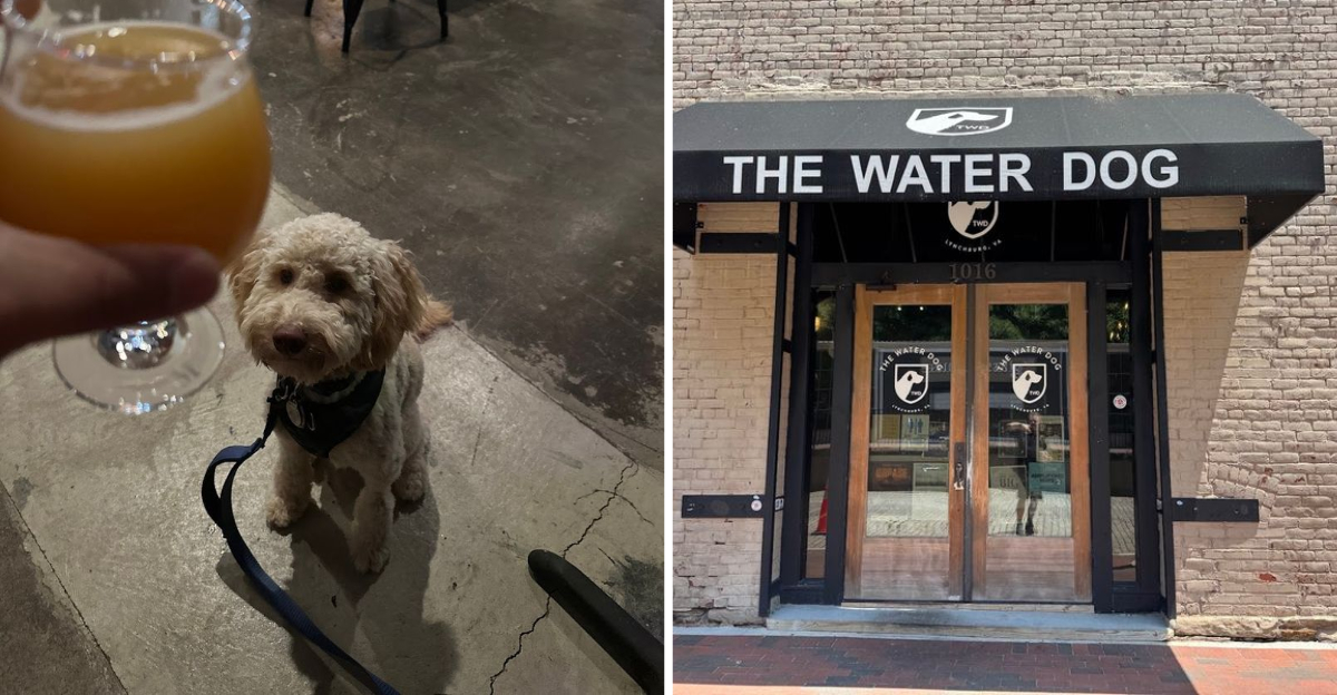 10 Virginia Dog Friendly Restaurants That Go Beyond The Basics - Decor Hint