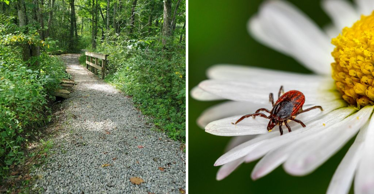 10 North Carolina Outdoor Spots Where Summer Hikers Should Stay Tick-Aware