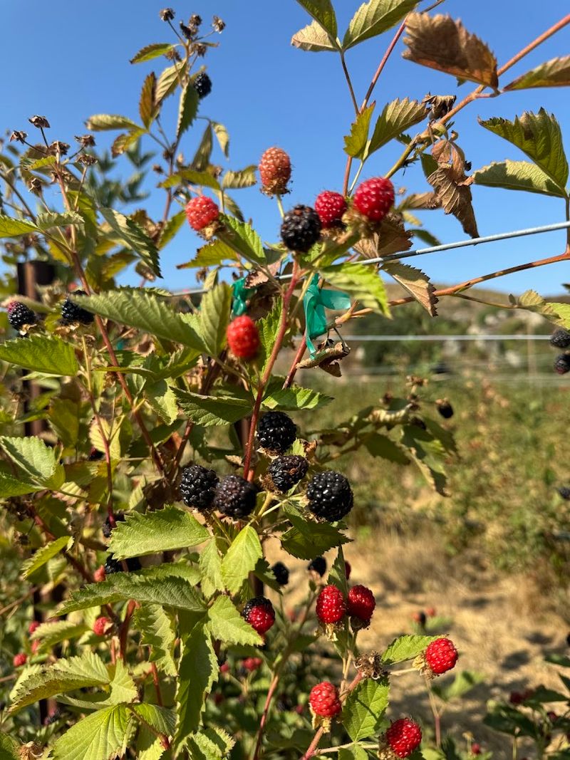 The Blackberry Fields, Temecula