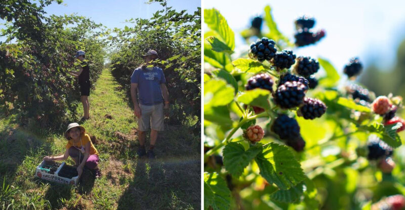 11 California Blackberry-Picking Farms Where Summer’s Juiciest Fruit Is Yours For The Taking