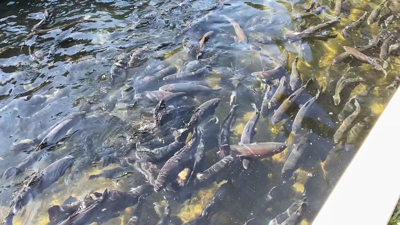 Mount Shasta Fish Hatchery, Mount Shasta