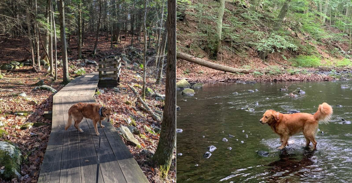 11 Pet Friendly Places In Connecticut Perfect For A Weekend Adventure - Decor Hint