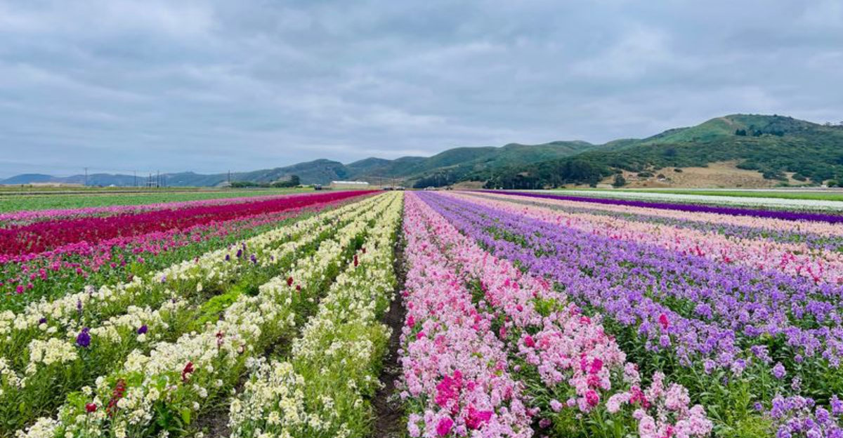 12 California Places Built Around One Very Specific Industry - Decor Hint