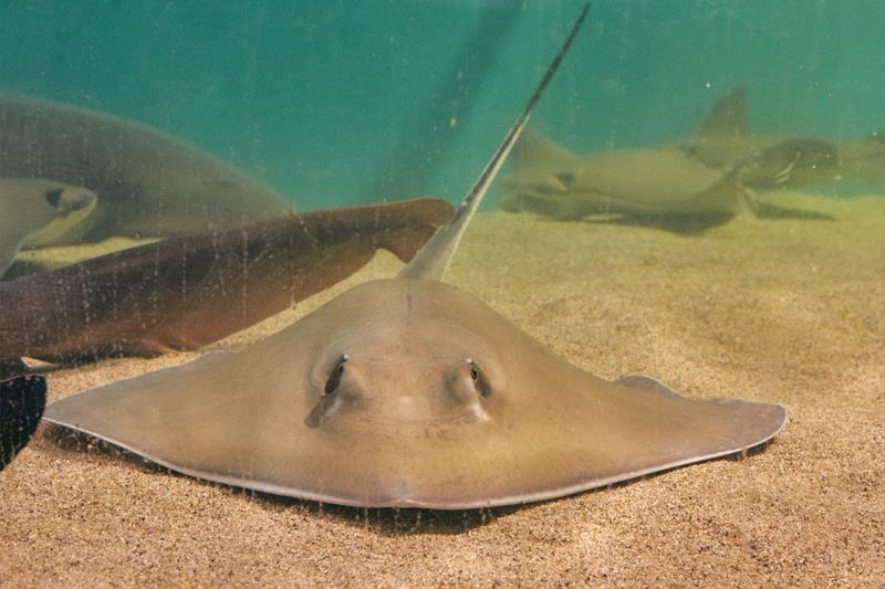 The Maritime Aquarium At Norwalk, Norwalk 