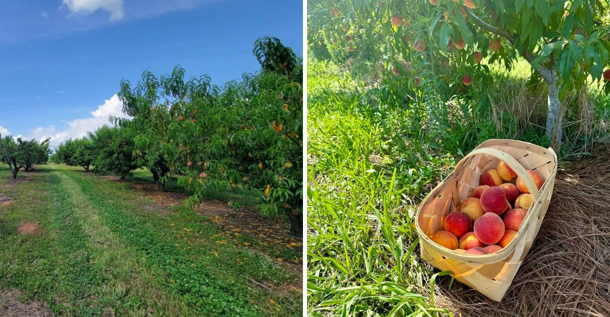 12 Georgia Fruit Farms That Are Perfect For A Sunny Day Trip - Decor Hint