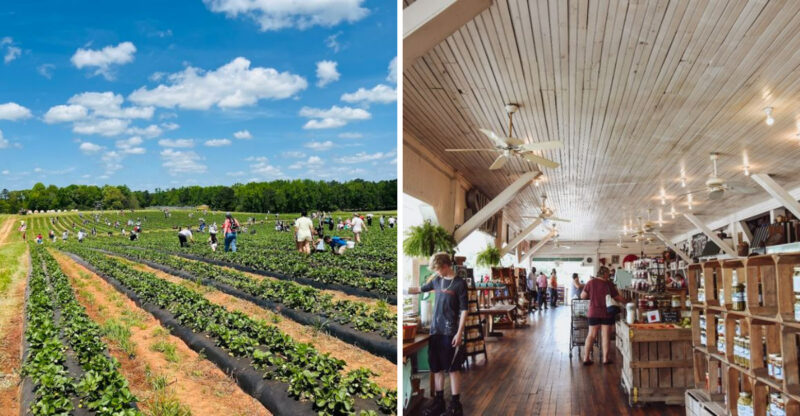 12 Hidden Farm Markets In Georgia With Homemade Pies, Jams, And Fresh Produce