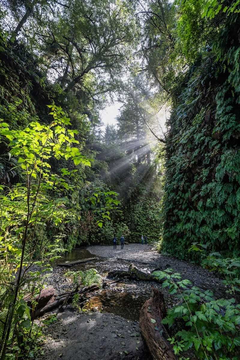 Fern Canyon Loop Trail, Prairie Creek Redwoods State Park