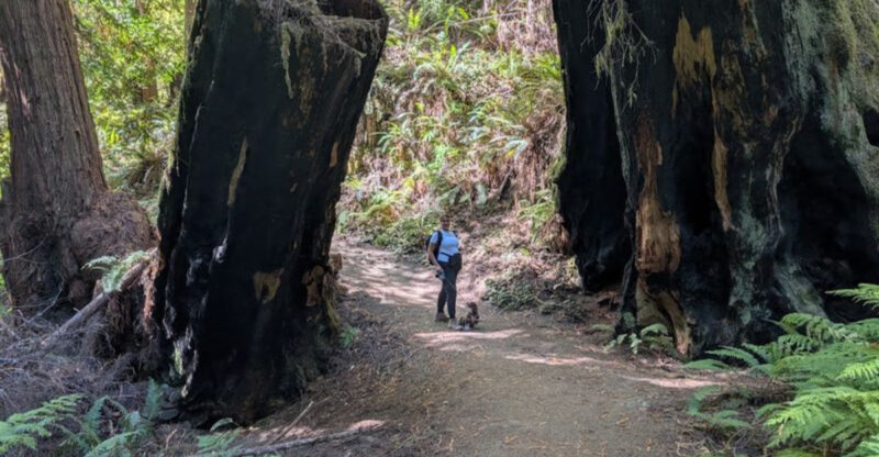 13 Easy Northern California Hikes You Can Tackle In 2026 For Surprisingly Stunning Views