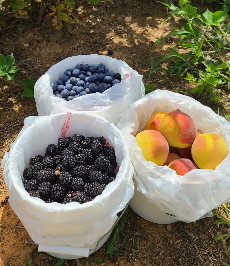 This Georgia Orchard Lets You Pick Juicy Asian Pears Straight From The Trees - Decor Hint No Entry Fee And Prices That Make Sense