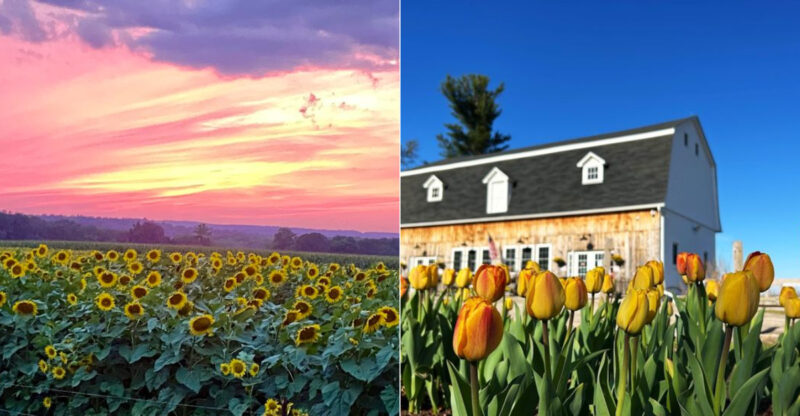 8 Connecticut Flower Farms That Make The Countryside Even More Beautiful