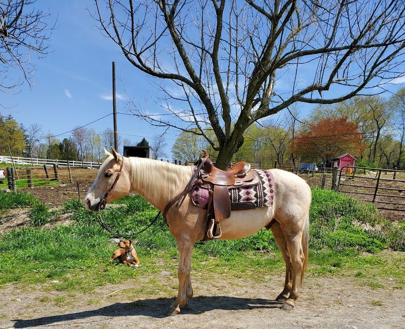 Gold Rush Farms, Easton
