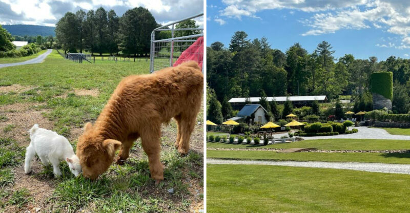 9 Georgia Farms Where You Can Meet Cows, Goats, And Other Friendly Farm Animals