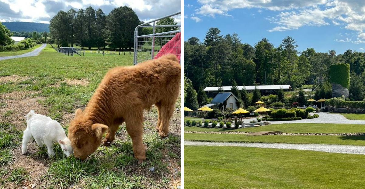 9 Georgia Farms Where You Can Meet Cows Goats And Other Friendly Farm Animals - Decor Hint