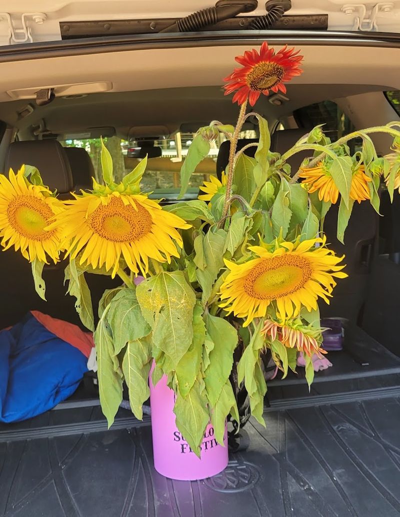 9 Sunflower Fields Throughout Georgia That Make Summer Road Trips Even Brighter - Decor Hint Copper Creek Farm, Calhoun