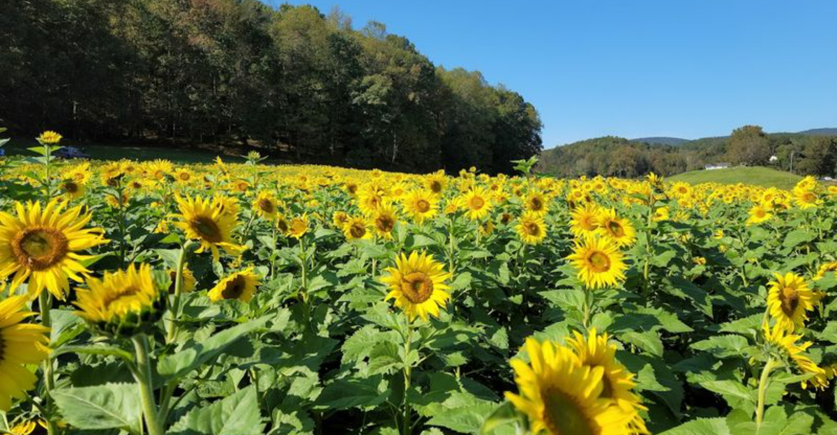 9 Sunflower Fields Throughout Georgia That Make Summer Road Trips Even Brighter - Decor Hint