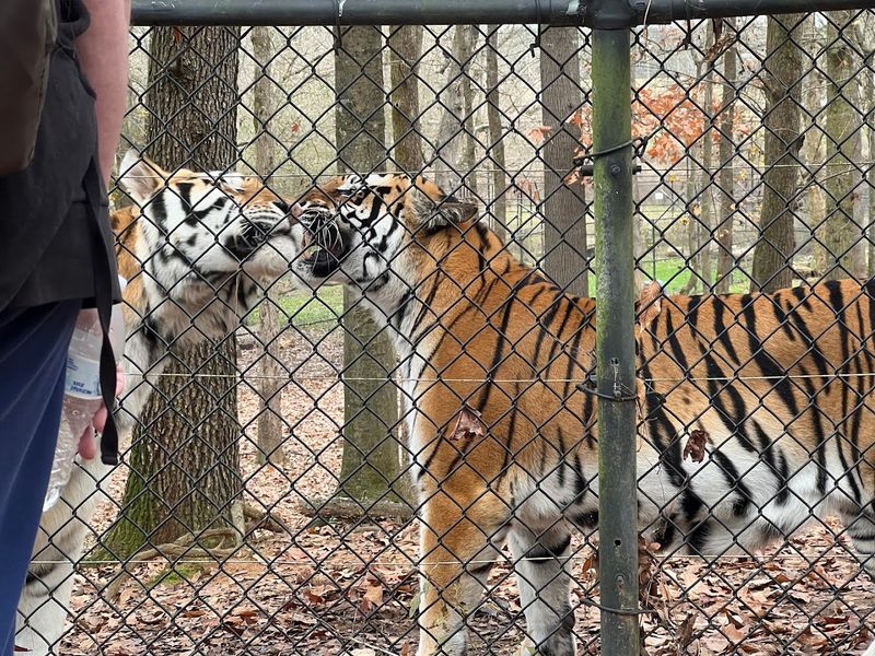 9 Wildlife Sanctuaries In Georgia That Let You Meet Animals Up Close - Decor Hint Noah's Ark Animal Sanctuary, Locust Grove