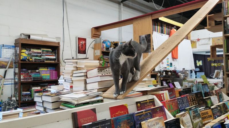 Cats Run This Place