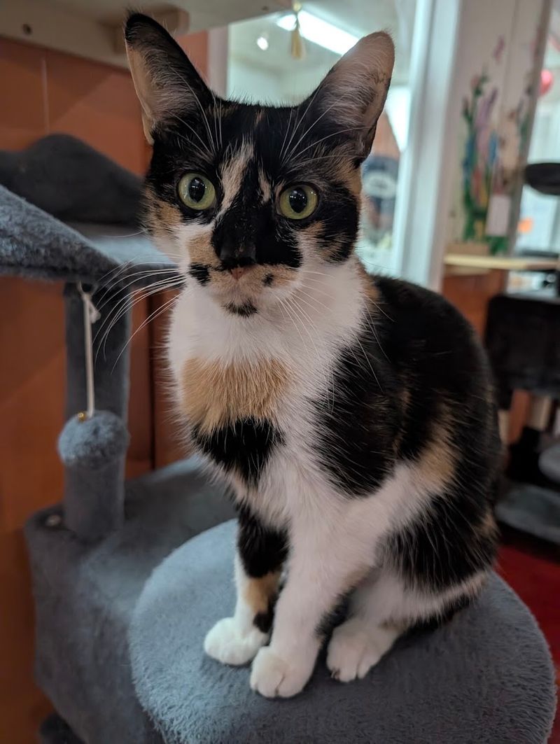 Rescue Cats With Real Personalities