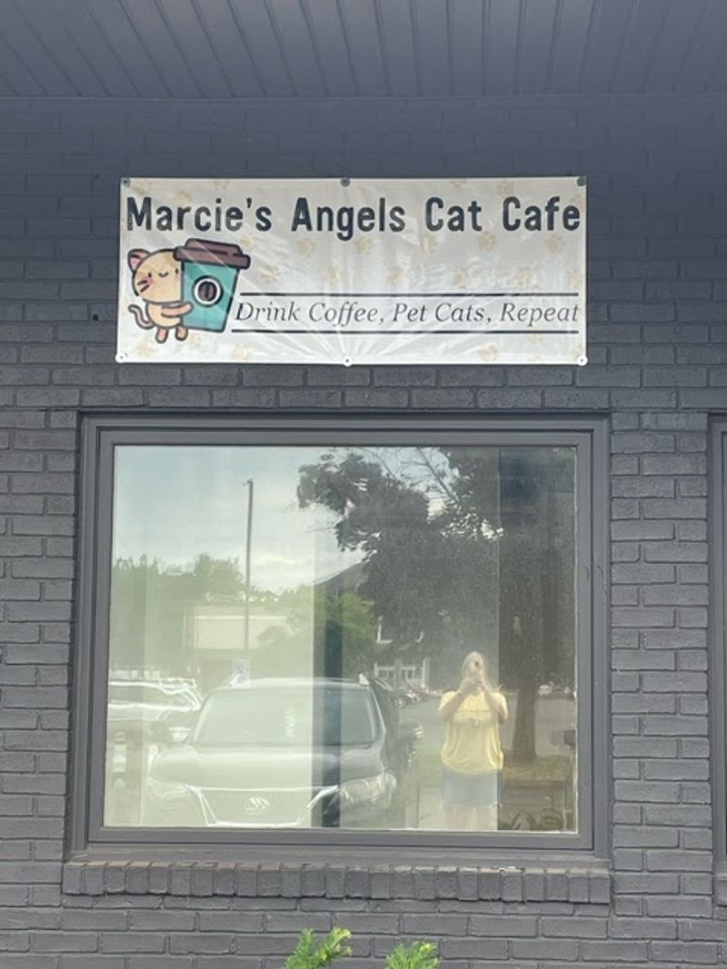 A Main Street Cafe Shared With Adoptable Rescue Cats