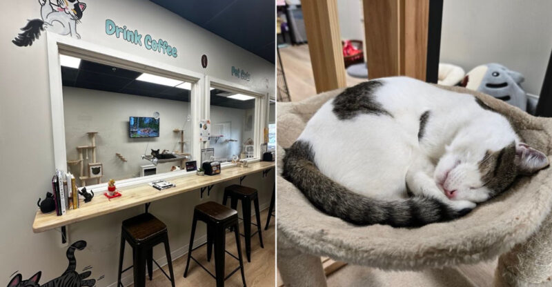 A Connecticut Café Where Rescue Cats Wander As You Sip Your Coffee