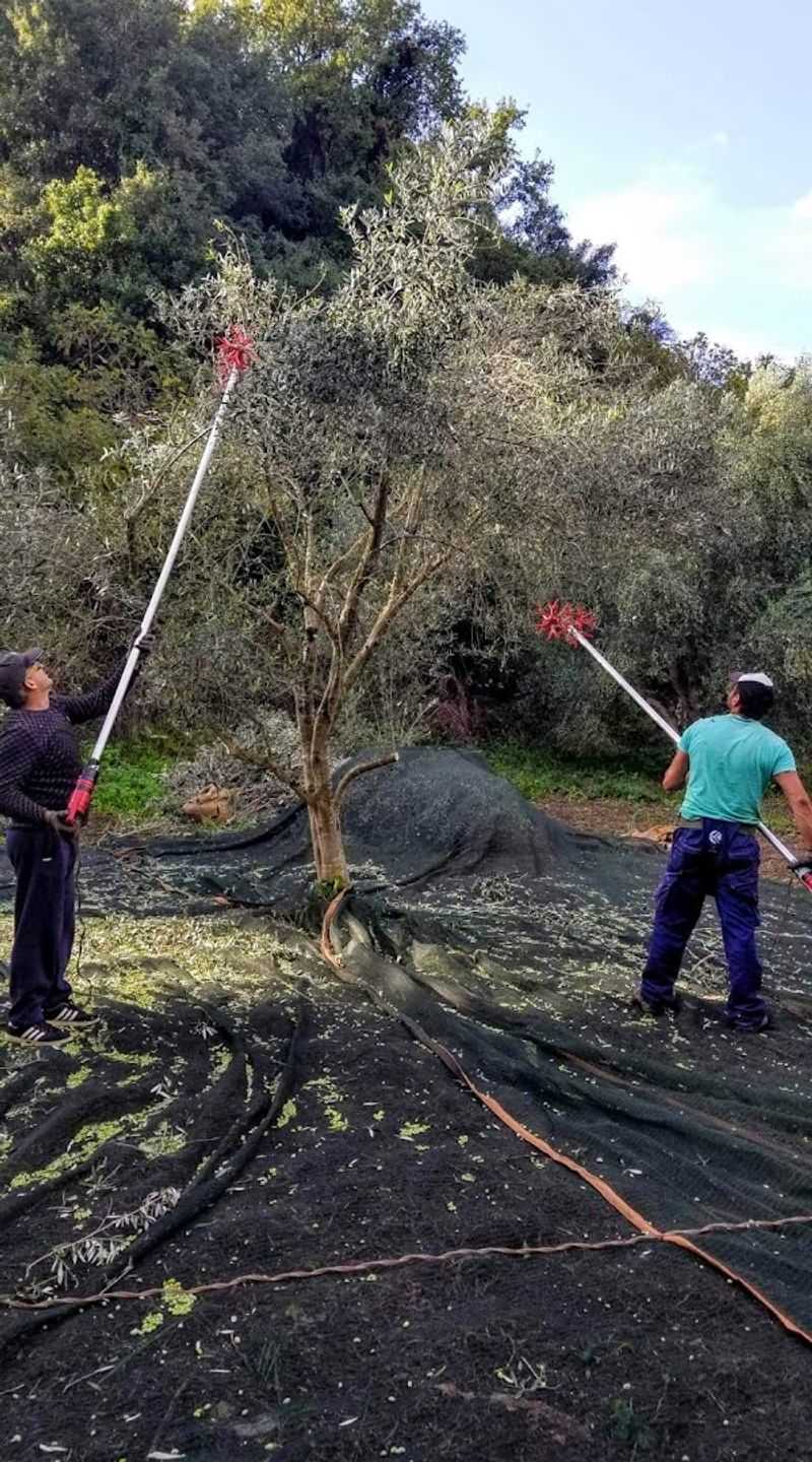 Five Generations Connect Branford With Greek Olive Groves