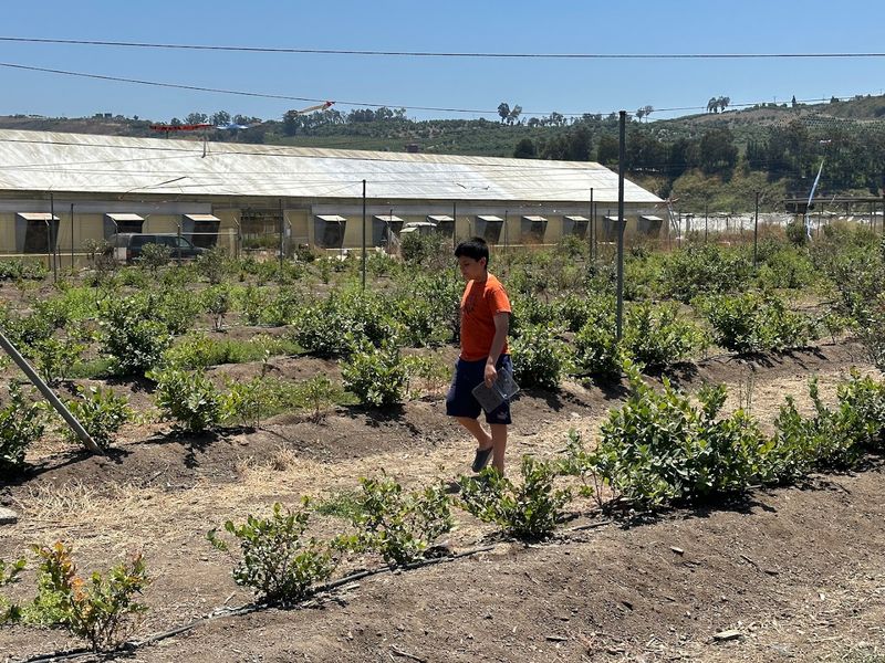 The Somis Location Feels Quieter Than Its Moorpark Sibling