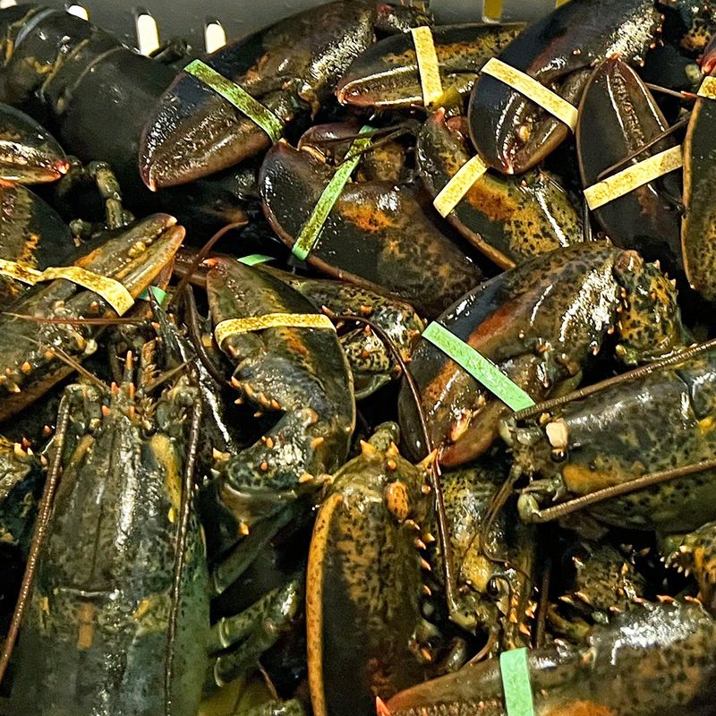 The Lobster Tank Always Steals Attention