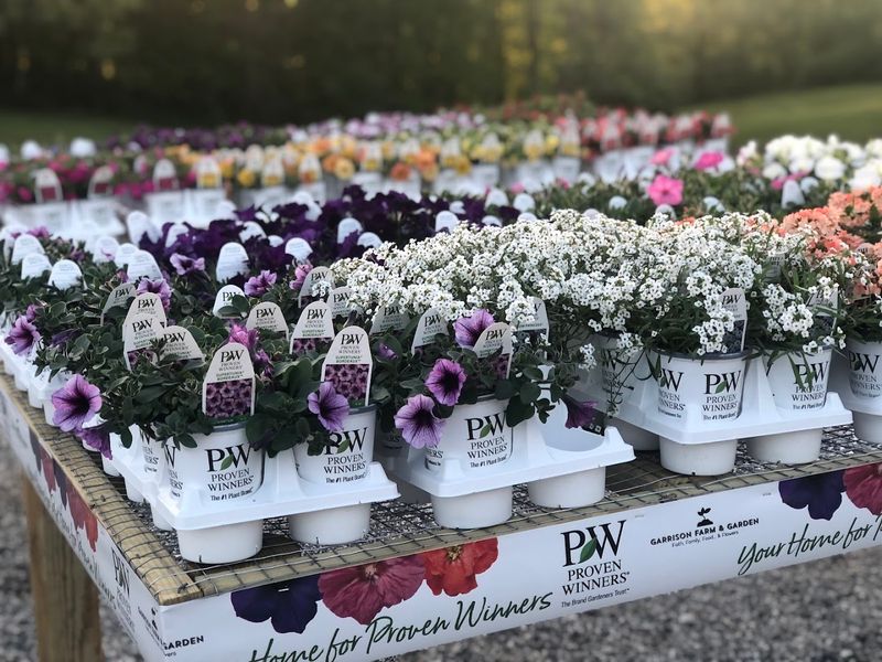 This Hidden Georgia Flower Farm Is A Colorful Escape Of Blooms, Greenhouses, And Garden Charm - Decor Hint Georgia's Only Proven Winners Destination Garden Center