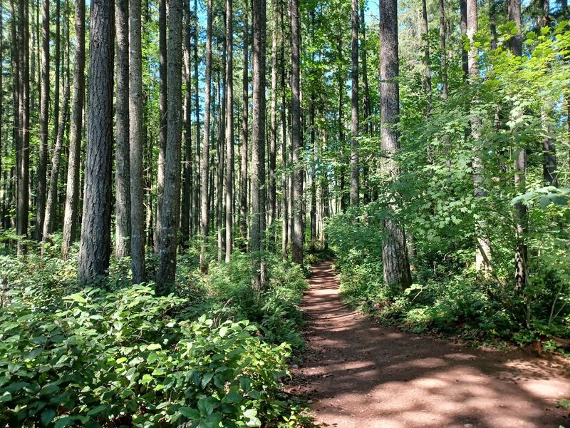Washington's Most Enchanting Hidden Gnome Trail Will Spark Your Inner Child - Decor Hint The Trail Itself Is Surprisingly Easy And Wildly Fun
