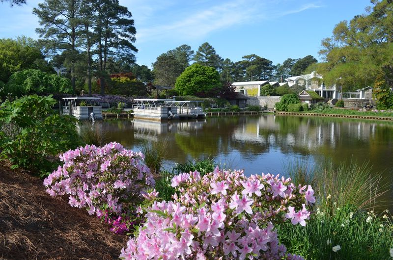 Spring Blooms That Steal The Show
