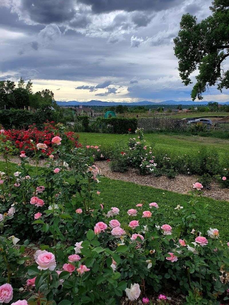 There Is A Beautiful Rose Garden In Colorado Most People Don't Know About - Decor Hint Roses Beyond Your Imagination