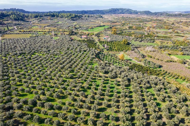 Koroneiki Olives Begin Their Journey In Makrisia