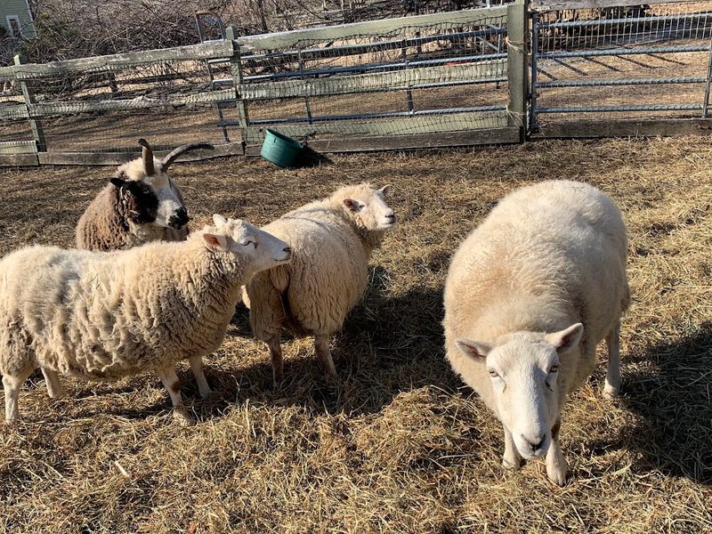 A Hidden Connecticut Farm Where Rescue Animals Make Every Visit Feel Special - Decor Hint Rescue Animals With Big Personalities