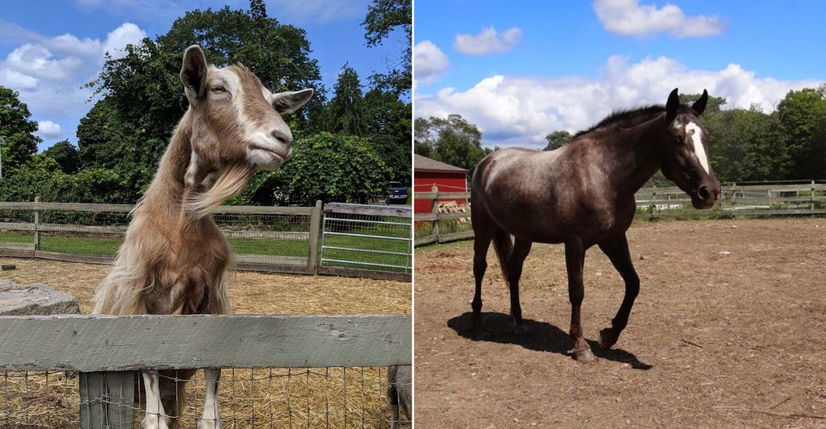 A Hidden Connecticut Farm Where Rescue Animals Make Every Visit Feel Special - Decor Hint