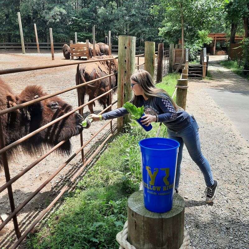 This Incredible Wildlife Sanctuary In Georgia Is Perfect For Families - Decor Hint Over 200 Animals Call This Place Home