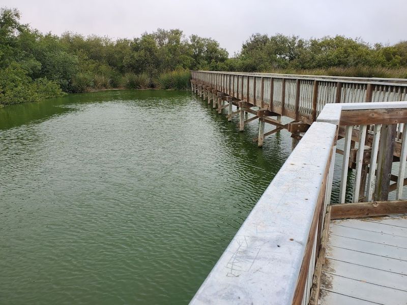The Lake Is One Of California's Rarest Coastal Wetlands