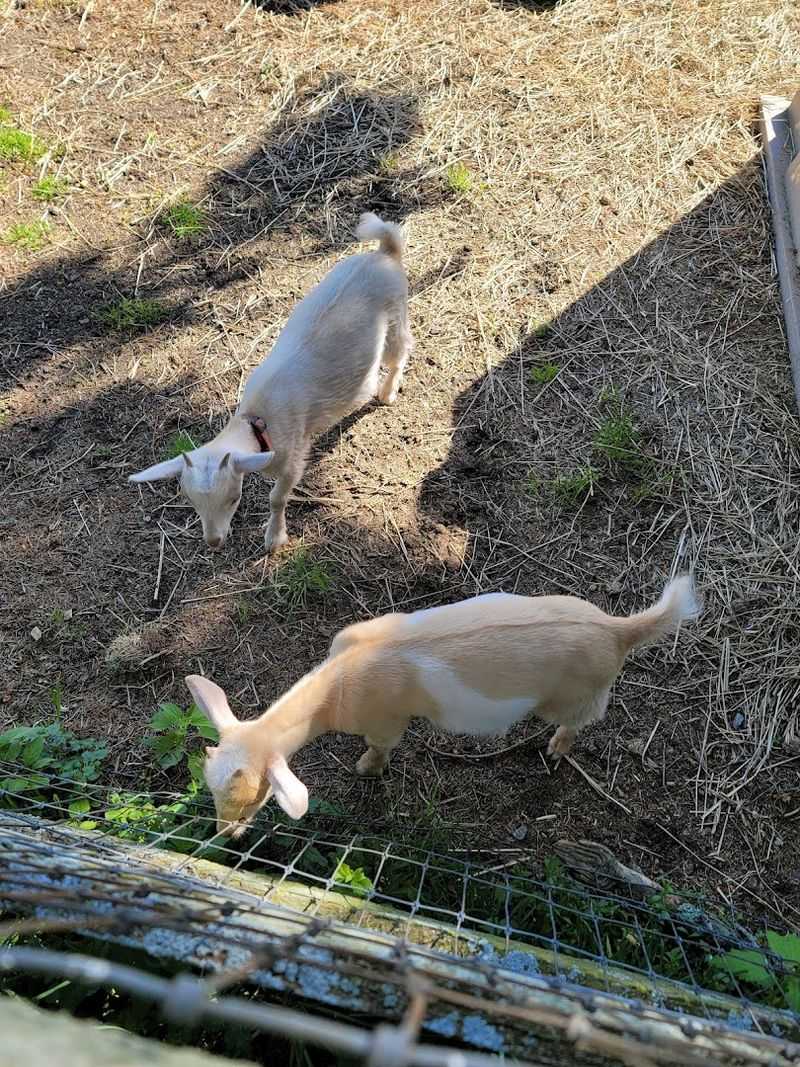 A Hidden Connecticut Farm Where Rescue Animals Make Every Visit Feel Special - Decor Hint Free Admission For Casual Visits