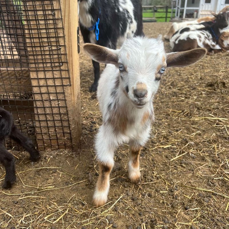 This Connecticut Animal Sanctuary Is Worth Visiting For Its One-Of-A-Kind Animal Yoga Sessions - Decor Hint Historic Barns Built By The Bradley Family