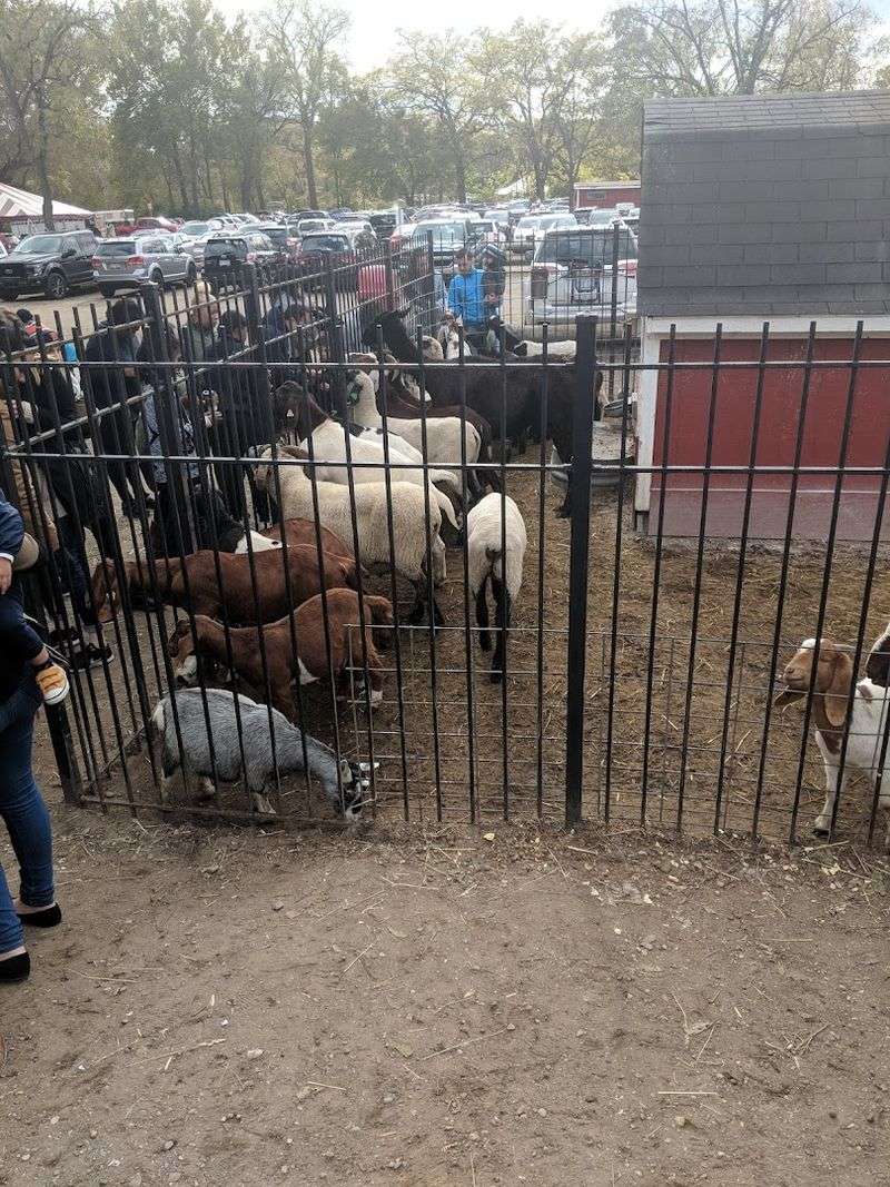 Animals, Activities, And Family Fun