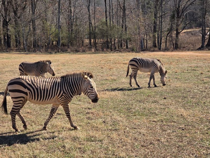 Over 40 Species From Five Continents