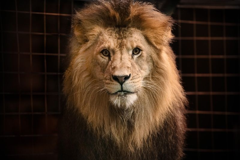 The Big Cats Up Close