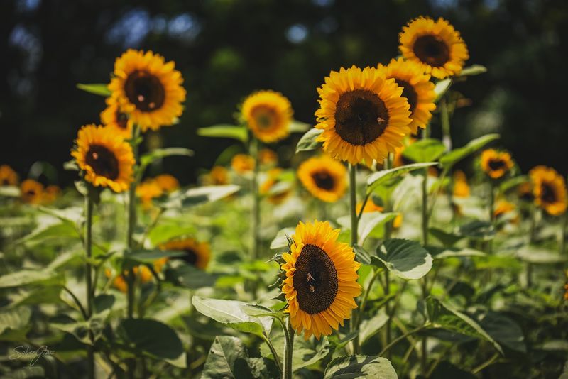 U-Pick Flowers That Make Every Visit Feel Personal