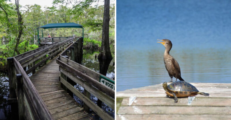 A Senior-Friendly Florida Nature Trail With Benches, Shade, And Scenic Wildlife