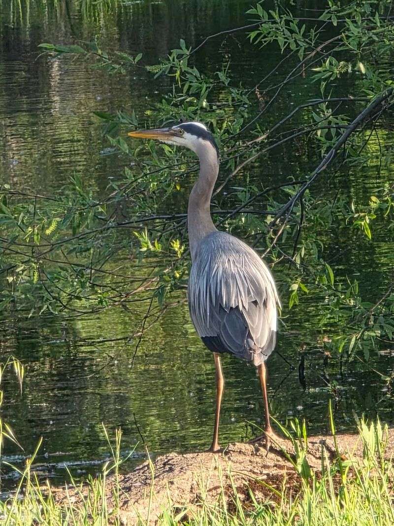 This Underrated California State Park Has Lakeside Cabins, Woodland Trails And One Of America's Best Bass-Fishing Lakes - Decor Hint The Accessible Kelsey Creek Trail Is Excellent For Birdwatching