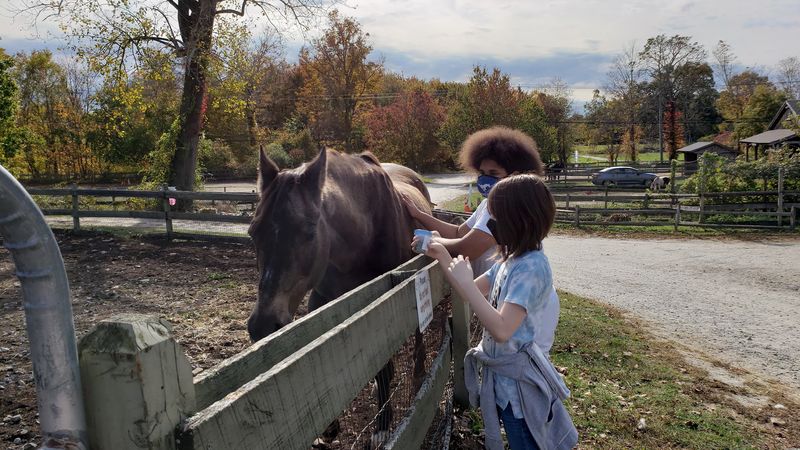 A Hidden Connecticut Farm Where Rescue Animals Make Every Visit Feel Special - Decor Hint Best For A Slow Family Outing