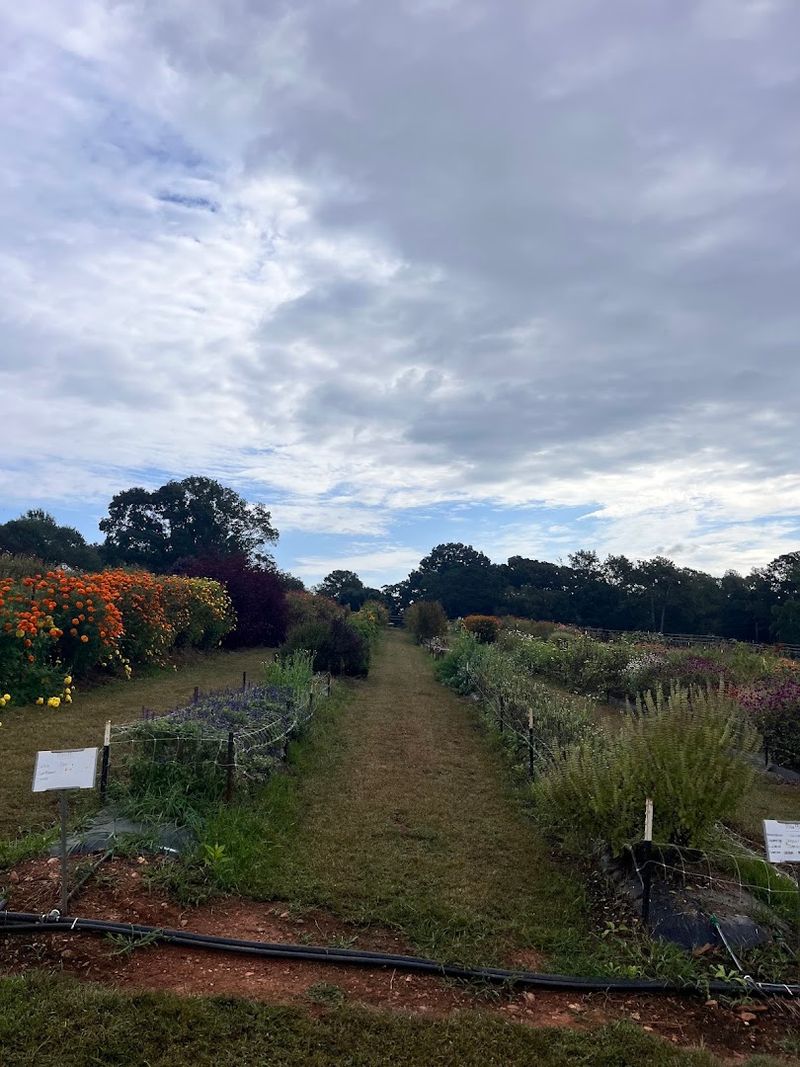 This Charming Georgia Farm Lets You Pick Fresh Flowers, Seasonal Produce, And Pure Country Peace - Decor Hint Operating Hours And What To Know Before You Go